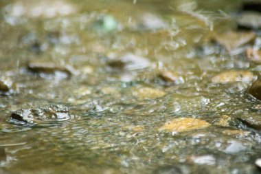 Suyun Soyut Doğası ve Yaprakları Makro Doku