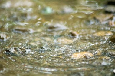 Suyun Soyut Doğası ve Yaprakları Makro Doku