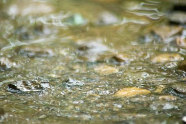 Suyun Soyut Doğası ve Yaprakları Makro Doku