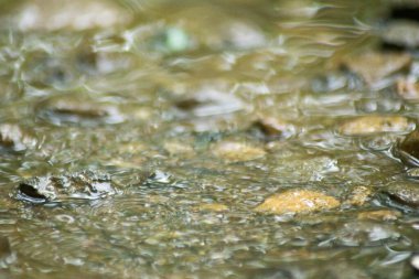 Suyun Soyut Doğası ve Yaprakları Makro Doku