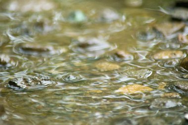 Suyun Soyut Doğası ve Yaprakları Makro Doku