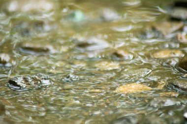 Suyun Soyut Doğası ve Yaprakları Makro Doku