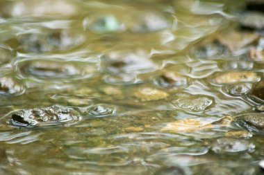 Suyun Soyut Doğası ve Yaprakları Makro Doku