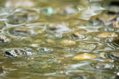 Suyun Soyut Doğası ve Yaprakları Makro Doku