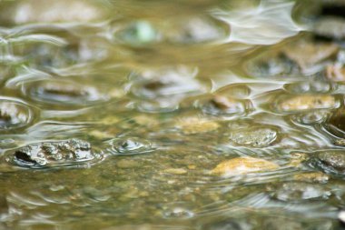 Suyun Soyut Doğası ve Yaprakları Makro Doku