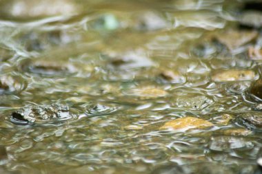 Suyun Soyut Doğası ve Yaprakları Makro Doku