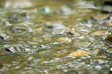 Suyun Soyut Doğası ve Yaprakları Makro Doku