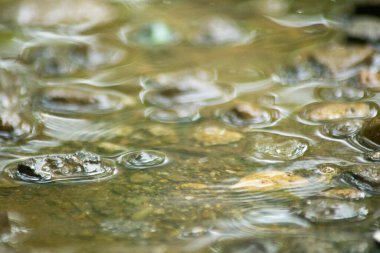 Suyun Soyut Doğası ve Yaprakları Makro Doku