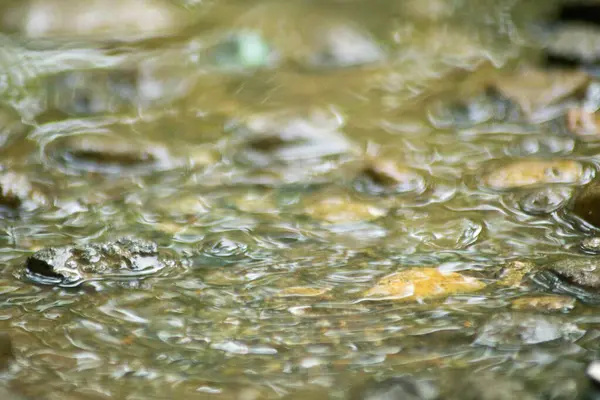 Suyun Soyut Doğası ve Yaprakları Makro Doku