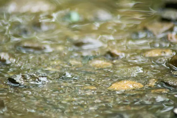 Suyun Soyut Doğası ve Yaprakları Makro Doku