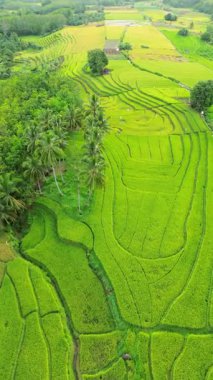 Güzel bir sabah manzarası Endonezya manzara ormanı güzellik rengi ve gökyüzü doğal ışığı