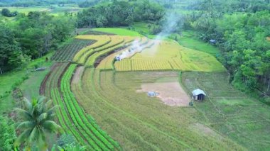 Güzel bir sabah manzarası Endonezya manzara ormanı güzellik rengi ve gökyüzü doğal ışığı