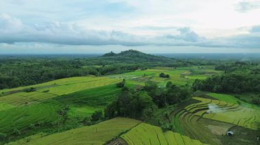 Güzel bir sabah manzarası Endonezya manzara ormanı güzellik rengi ve gökyüzü doğal ışığı