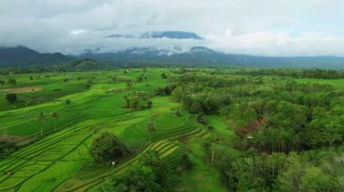 Güzel bir sabah manzarası Endonezya manzara ormanı güzellik rengi ve gökyüzü doğal ışığı