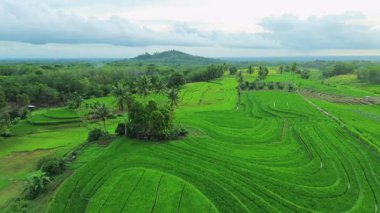 Güzel bir sabah manzarası Endonezya manzara ormanı güzellik rengi ve gökyüzü doğal ışığı