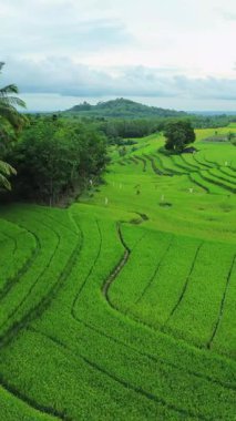 Güzel bir sabah manzarası Endonezya manzara ormanı güzellik rengi ve gökyüzü doğal ışığı