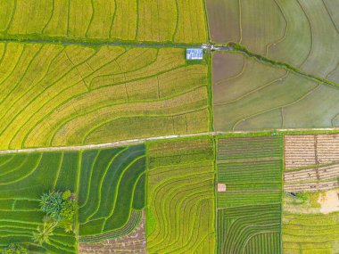 Endonezya 'nın harika gündoğumu manzarası. Parlak gökyüzü ile doğa vadisi ormanı.