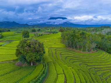 Endonezya 'nın harika gündoğumu manzarası. Parlak gökyüzü ile doğa vadisi ormanı.