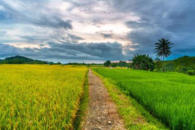 Endonezya 'nın harika gündoğumu manzarası. Parlak gökyüzü ile doğa vadisi ormanı.