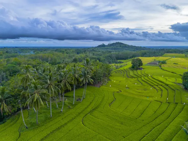 Endonezya 'nın harika gündoğumu manzarası. Parlak gökyüzü ile doğa vadisi ormanı.