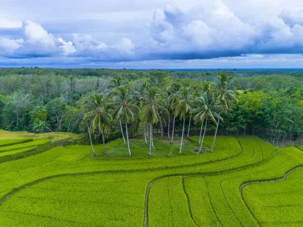Endonezya 'nın harika gündoğumu manzarası. Parlak gökyüzü ile doğa vadisi ormanı.
