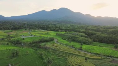 Beautiful morning view indonesia panorama landscape paddy fields with beauty color and sky natural light