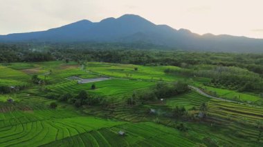 Beautiful morning view indonesia panorama landscape paddy fields with beauty color and sky natural light