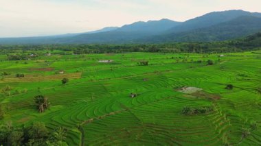 Beautiful morning view indonesia panorama landscape paddy fields with beauty color and sky natural light