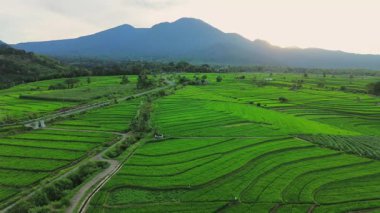 Beautiful morning view indonesia panorama landscape paddy fields with beauty color and sky natural light