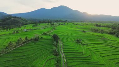 Beautiful morning view indonesia panorama landscape paddy fields with beauty color and sky natural light