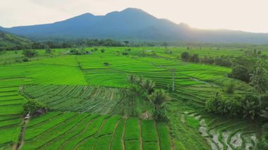 Beautiful morning view indonesia panorama landscape paddy fields with beauty color and sky natural light