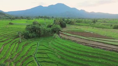 Beautiful morning view indonesia panorama landscape paddy fields with beauty color and sky natural light