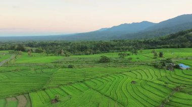 Beautiful morning view indonesia panorama landscape paddy fields with beauty color and sky natural light