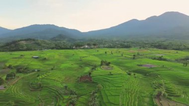 Beautiful morning view indonesia panorama landscape paddy fields with beauty color and sky natural light