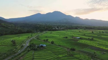 Beautiful morning view indonesia panorama landscape paddy fields with beauty color and sky natural light