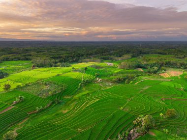 Endonezya 'nın harika gündoğumu manzarası. Parlak gökyüzü ile doğa vadisi ormanı.