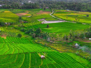 Endonezya 'nın harika gündoğumu manzarası. Parlak gökyüzü ile doğa vadisi ormanı.