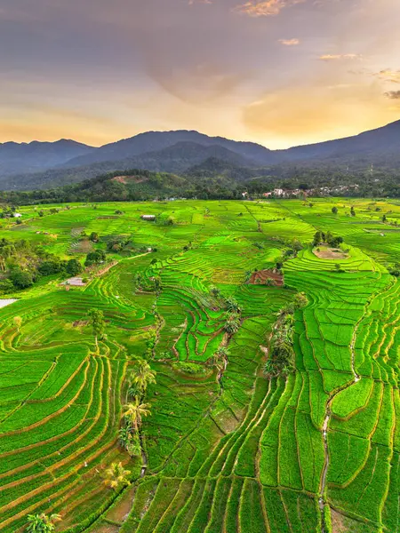 Endonezya 'nın harika gündoğumu manzarası. Parlak gökyüzü ile doğa vadisi ormanı.