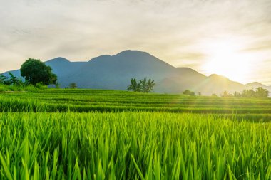 Sabah Işığında Dağ Ufkuyla Paddy Fields 'in Manzaralı Hava Görüntüsü