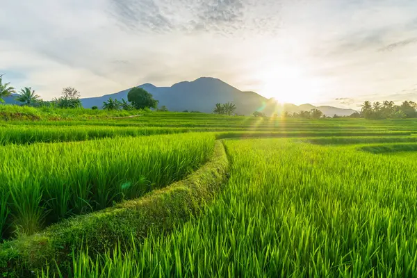 Sabah Işığında Dağ Ufkuyla Paddy Fields 'in Manzaralı Hava Görüntüsü