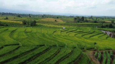 Beautiful morning view indonesia Panorama Landscape paddy fields with beauty color and sky natural light