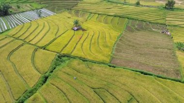 Beautiful morning view indonesia Panorama Landscape paddy fields with beauty color and sky natural light