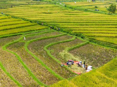 Beautiful morning view indonesia Panorama Landscape paddy fields with beauty color and sky natural light