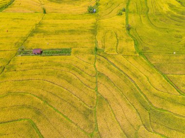 Beautiful morning view indonesia Panorama Landscape paddy fields with beauty color and sky natural light