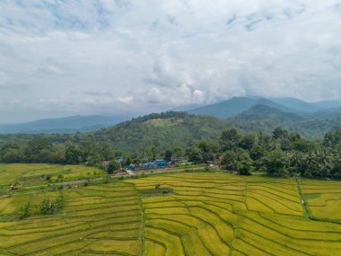Beautiful morning view indonesia Panorama Landscape paddy fields with beauty color and sky natural light
