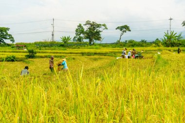Beautiful morning view indonesia Panorama Landscape paddy fields with beauty color and sky natural light