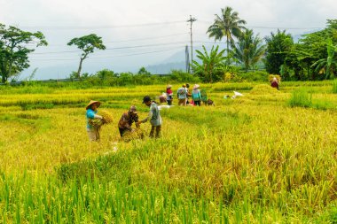 Beautiful morning view indonesia Panorama Landscape paddy fields with beauty color and sky natural light
