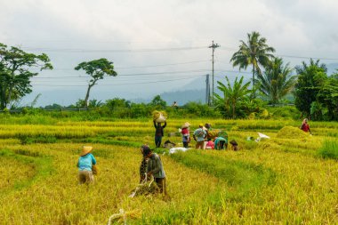 Beautiful morning view indonesia Panorama Landscape paddy fields with beauty color and sky natural light