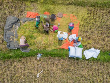 Beautiful morning view indonesia Panorama Landscape paddy fields with beauty color and sky natural light