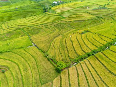 Beautiful morning view indonesia Panorama Landscape paddy fields with beauty color and sky natural light